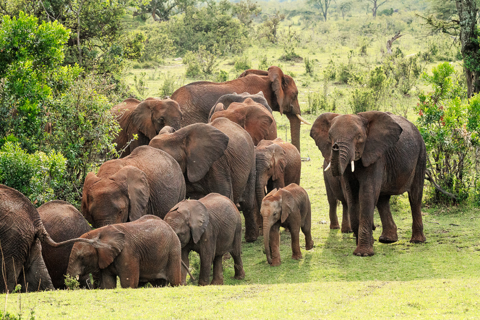 Elephant herd